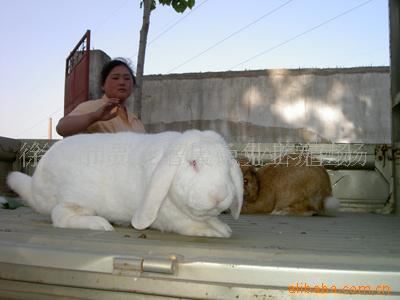 特种兽畜 大量供应肉兔养殖   种兔 公羊兔