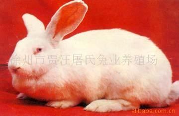 特种兽畜 养殖肉兔 哈白兔(肉皮兼用)