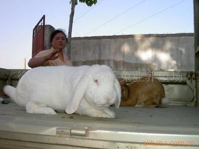 羊 常年种兔供应种公羊兔肉兔