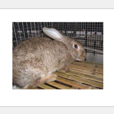 种兔 江苏销售 供应各种yz的种兔 獭兔 孕兔 公兔
