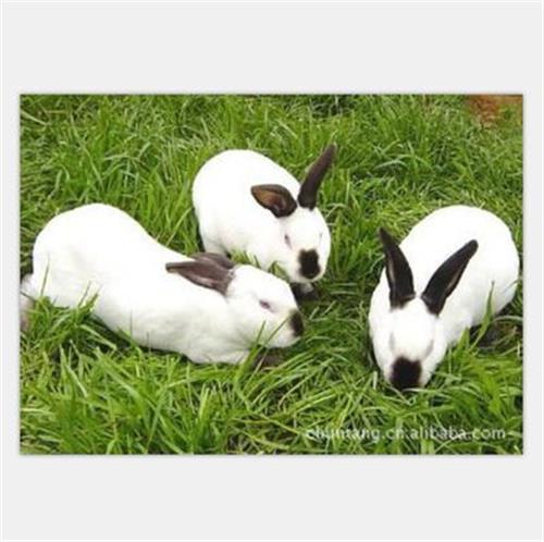 种兔 欢迎咨询 大量供应肉兔养殖 种兔 优质特种肉兔