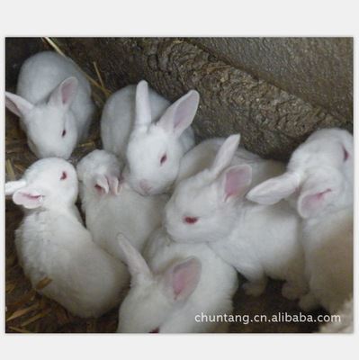 种兔 欢迎咨询 大量供应肉兔养殖 种兔 yz特种肉兔