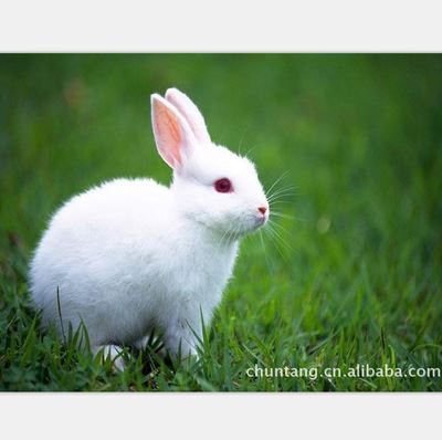 种兔 xx批发高品质的肉兔种兔 特种养殖动物 高产种兔