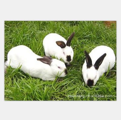 种兔 特价批发高品质的肉兔种兔 特种养殖动物 高产种兔