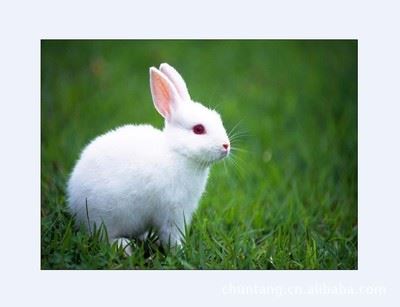 种兔 大量批发肉兔种兔 獭兔种兔批发 种兔