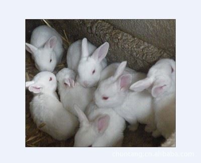 种兔 【厂家直销】专业供应高品质 多品种的肉兔种兔 种兔批发