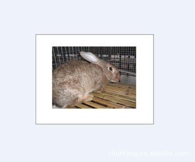 种兔 厂家供应高品质 多品种的肉兔种兔 种兔批发