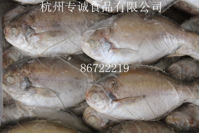 水产类 批发供应 冰鲜**肉鲳鱼**（刺鲳鱼）  110g-130g   4.2kg  约38条