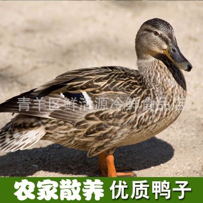 鸭 成都老鸭子批发  散养土鸭子 农家自养活鸭点杀 量大价优欢迎咨询