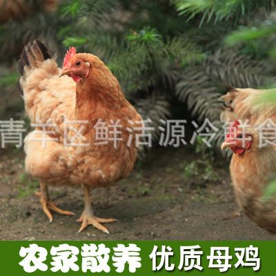 鸡 高山散养生态土鸡 全程有机无污染无添加 营养滋补肉鸡 活鸡点杀