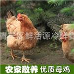 鸡 高山散养生态土鸡 全程有机无污染无添加 营养滋补肉鸡 活鸡点杀