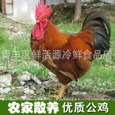 鸡 成都农家散养土公鸡 批发农家自养公鸡 热线18980407780量大价优