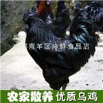 鸡 批发散养鸡乌肉 农家自养原生态乌骨鸡 营养健康高质量 鲜活源