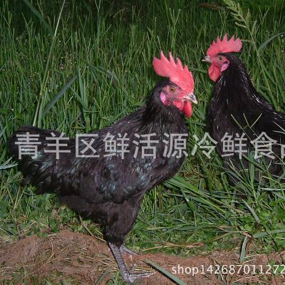 鸡 批发散养鸡乌肉 农家自养yst乌骨鸡 营养健康高质量 鲜活源
