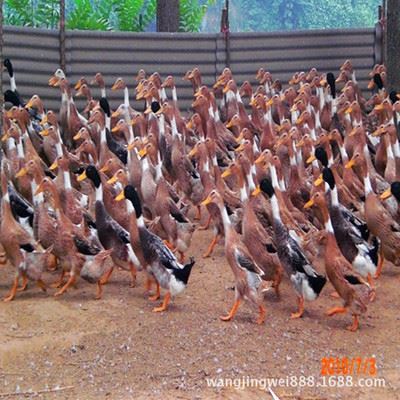 畜产品 大量放养麻公鸭