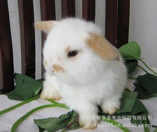热销产品 宠物兔  熊猫兔  垂耳兔  侏儒兔 道奇兔等 宠物兔批发