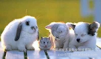 热销产品 安徽合肥市哈多多兔业有各种彩色宠物兔、垂耳兔