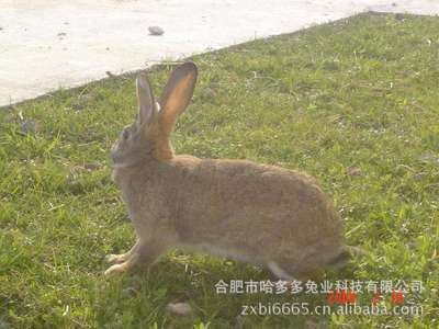 种兔 春秋季是放养和笼养比利时野兔的黄金季节、野兔、肉兔