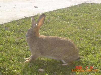 种兔 安徽合肥 纯种比利时兔 成活率高生长快 杂交野兔 价格 野兔养殖