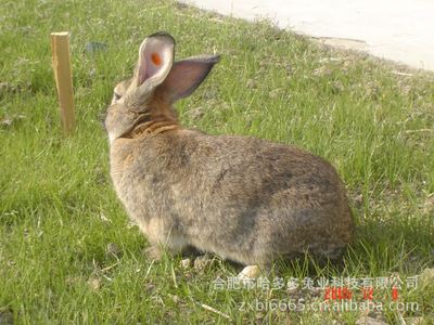 种兔 安徽常年供应 放养或者笼养 比利时兔 野兔 兔种 肉兔 种兔