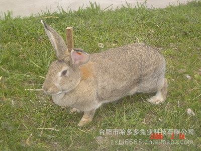 种兔 安徽肉兔批发肉兔 比利时兔 行情 肉兔种苗 野兔