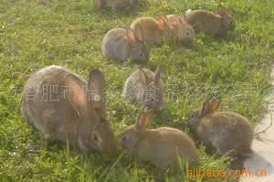种兔 安徽供应生长快的大型比利时兔 兔种 种兔 野兔种兔