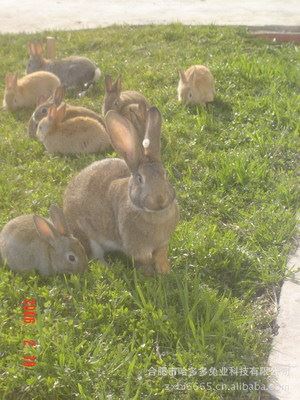 种兔 供应酒店青睐的野兔、肉兔、种兔 比利时兔 野兔批发