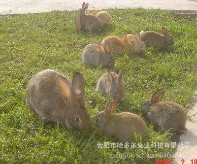 种兔 安徽野兔 比利时兔  肉兔行情 特种兽畜