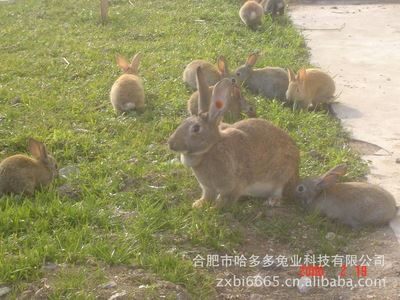 商品兔 供家养放养肉兔比利时野兔 肉兔{zw}  比利时兔  已孕母兔