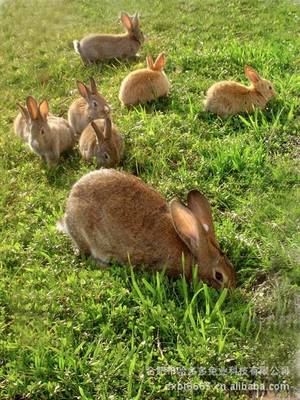 商品兔 安徽xx的可放养或者笼养的比利时野兔 野兔种 野兔养殖