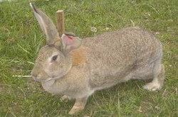 商品兔 20015年夏季大让价，各种月龄段zz比利时野兔