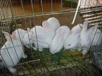 试验类兔 供应肉兔，獭兔，纯白色新西兰 兔种 实验兔