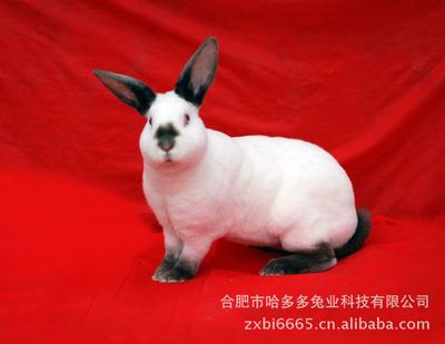生兔肉类 安徽供应獭兔 肉兔 比利时兔 野兔