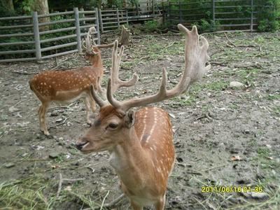 鹿专用产品 鹿丰茸-有效预防鹿猝死症改善鹿茸质地快速降解饲草