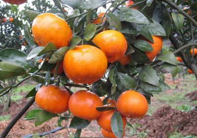 【精品推荐】 厂家出售 南方柑橘果树苗 庭院果树苗 沃柑柑桔