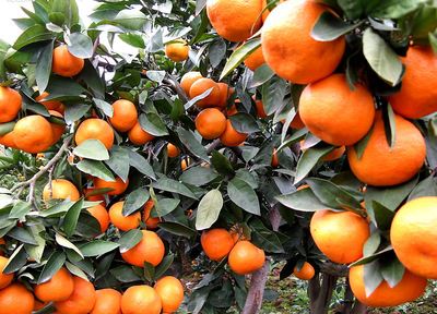 【精品推荐】 厂家出售 南方柑橘果树苗 庭院果树苗 沃柑柑桔