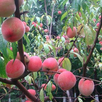 【果树苗】 厂家供应 新品种红夏桃果树苗 南方嫁接果树苗
