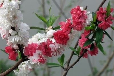 【植物花卉】 厂家直销 园林植物花卉红白鸳鸯桃 植物花卉批发