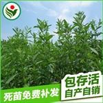 【 种子】 厂家供应 绿化景观花卉种子 甜叶菊植物花卉种子