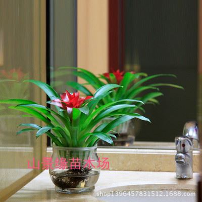 观赏凤梨 小红星水培植物办公室内盆栽