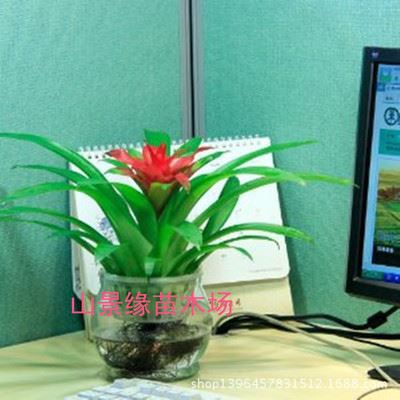 观赏凤梨 小红星水培植物办公室内盆栽