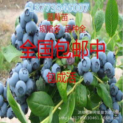 果苗 供应果树苗 当年结果蓝莓果树苗 樱桃葡萄果树 实拍蓝莓 多种规格