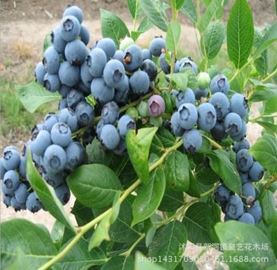 果苗 供应果树苗 当年结果蓝莓果树苗 樱桃葡萄果树 实拍蓝莓 多种规格
