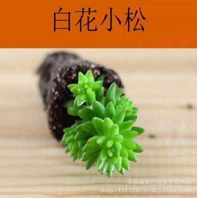 多肉 批发多肉植物【白花小松】办公室内迷你盆栽 不带盆发货 翠绿迷人