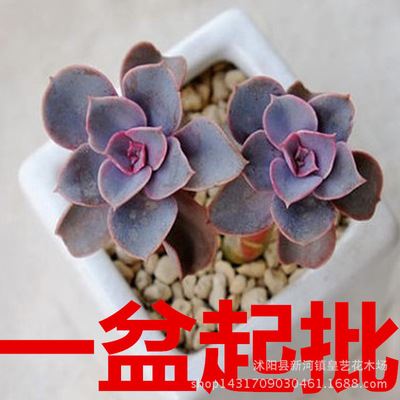 多肉 多肉紫珍珠，批发多肉植物【紫珍珠】韩国进口 绿植盆栽