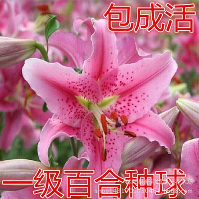 种球 量大百合种球盆栽百合花已发芽种球 各种颜色可选 百合种球大花