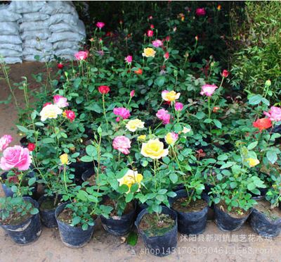 蔷薇 月季 玫瑰 批发yz玫瑰花苗，当年开花玫瑰种苗，各种盆栽花卉量大优惠