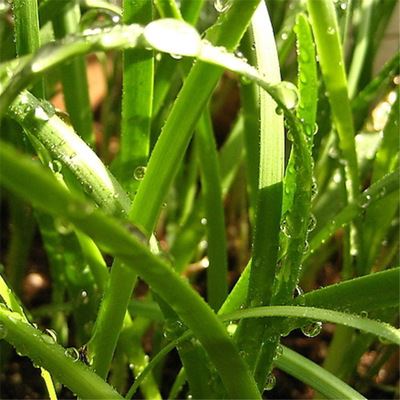 散装种子 散装韭菜种子 家庭院紫根蔬菜籽阳台盆栽种菜 春播易种蔬果