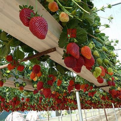 果树苗 国豪 盆栽草莓苗 美式品种 霹雳蜜（果如其名超甜）四季草莓苗