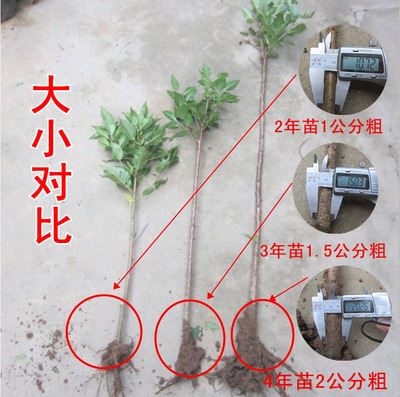 果树苗 家居庭院果树苗 樱桃树苗拉宾斯樱桃苗 抗寒性强成熟早 当年挂果